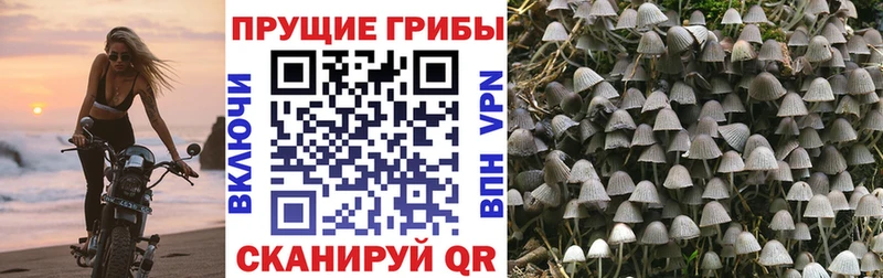 Купить  Ленинск  Галлюциногенные грибы прущие грибы 